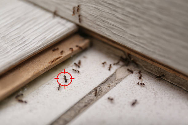 Best Best Pest Control Companies  in Miles City, MT